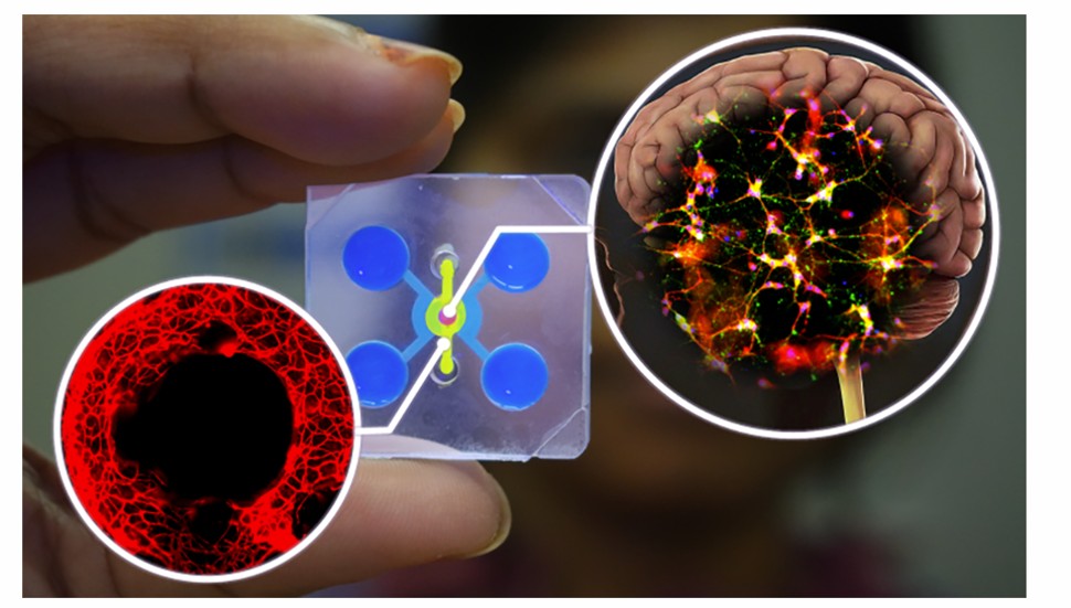 Neuroscience research